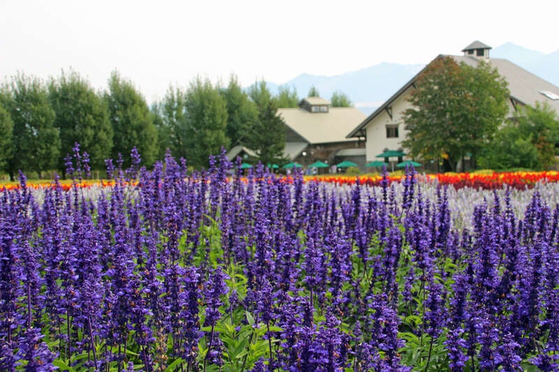 【旭川エリア発】 富良野３つの花めぐりと かみふらのハンバーグのご昼食・ 富良野メロンご賞味（日帰り）3