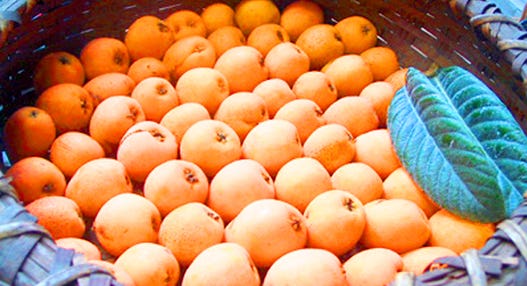 ＜新宿発・西船橋発＞ 房総びわ狩り食べ放題 と バラ香る東京ドイツ村ローズガーデン ＆ 初夏を彩る15,000株の花菖蒲　～８種の海鮮丼と天ぷら御膳の昼食付き♪～