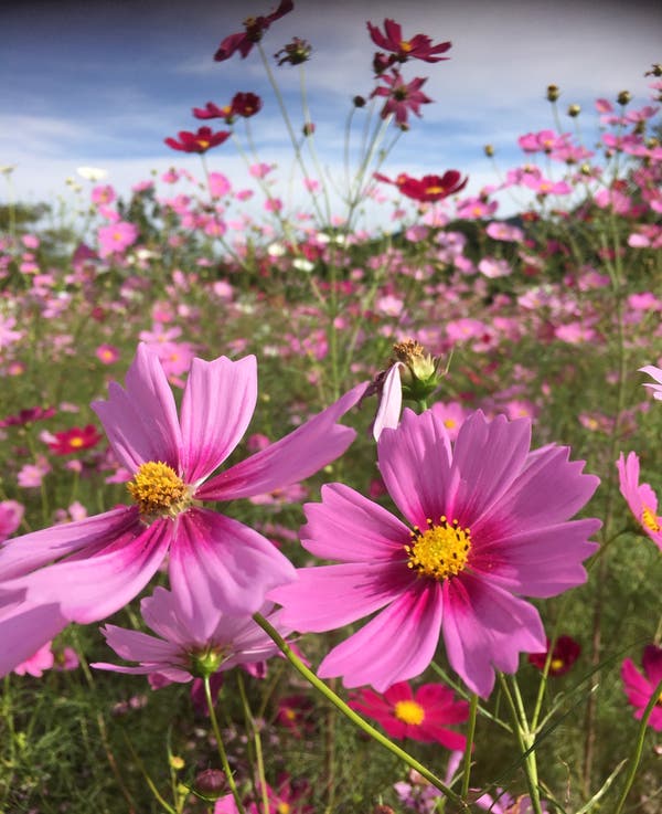 【寒河江・東根・天童・山形市内発】旅のすごろく市9月　THE　秋の花！羽黒山公園の真っ赤な彼岸花と松山御本丸公園の色とりどりのコスモス（日帰り）2