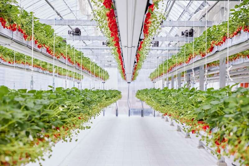 【JR福山駅発】春のときめきミステリー！浮かぶいちごと贅沢ランチの旅　日帰り1