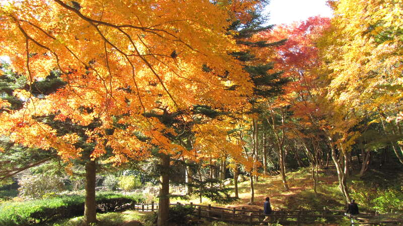 【倉吉・ハワイ・鳥取 発】 紅葉の六甲神戸ハイライトと神戸　ホテルフルーツ・フラワーでランチバイキング3