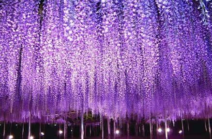 [東京発]いちご狩り食べ放題＆奇跡の大藤ライトアップ鑑賞！佐野プレミアムアウトレットでショッピングを満喫の日帰りバスツアー