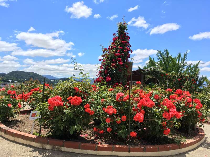 【本宮・二本松・福島発】 甘さにめろめろメロン＆気分サクサクさくらんぼミステリー2026（日帰り）3