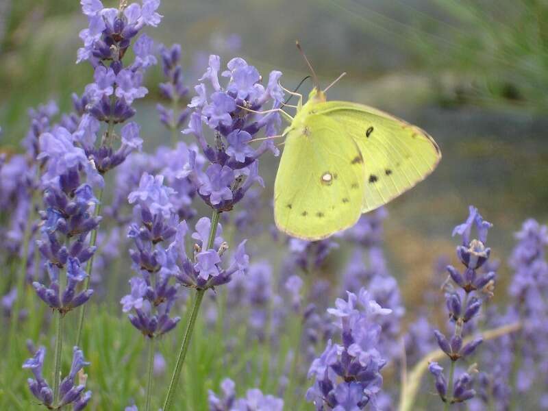 【富山県内発】 すごろく季節の花めぐり6月　第3回ラベンダー　癒しの里安曇野池田町のラベンダー2