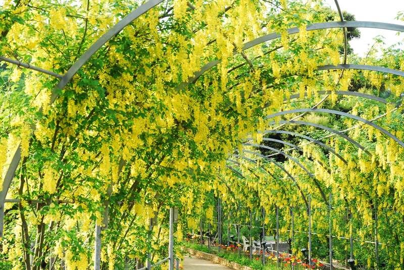 【郡山・須賀川・白河エリア発】 藤の花弁当が旅のお供！GWは花の楽園へ！ ご存じ！あしかがフラワーパークの大藤と館林つつじ公園（日帰り）3