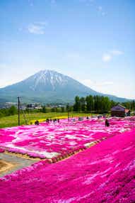 【熊本空港発】 積丹ブルーとピンクの芝さくら　美しき陽春の羊蹄山（蝦夷富士）＆ニセコパノラマライン３日間