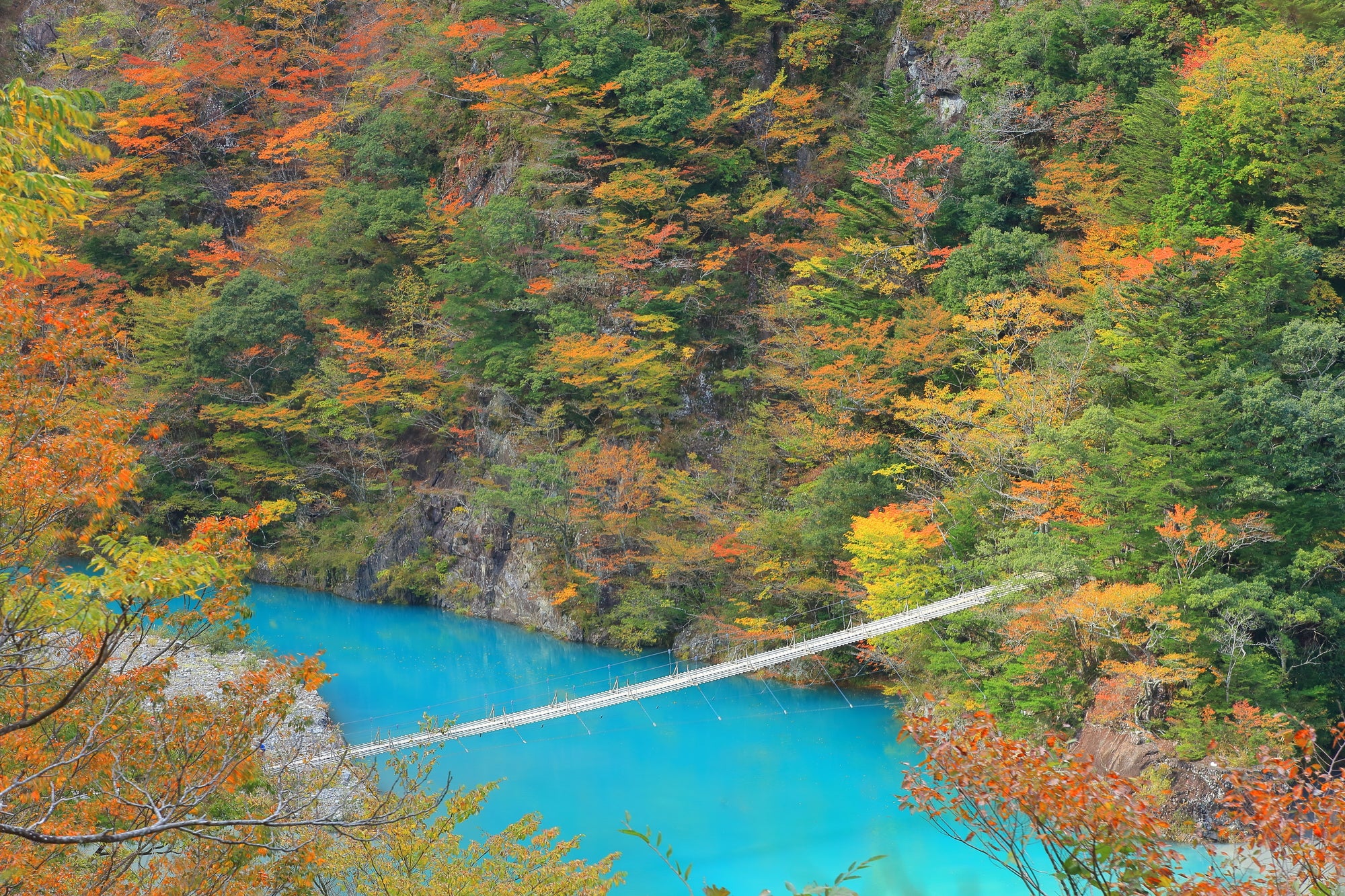 【静岡県内発】 大型バスでは行けない紅葉の秘境！寸又峡と日本で唯一！大井川鉄道アプト式トロッコ列車1