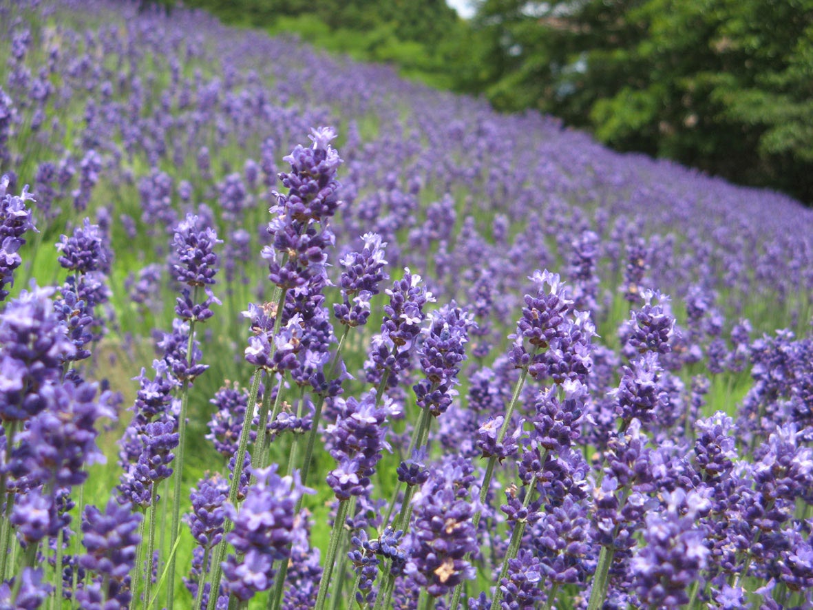 【B：博多発】 お一人様1,000円の食べ歩きチケット付きでめぐる呼子朝市と新鮮活きイカ料理＆深川製磁ラベンダー　日帰り2