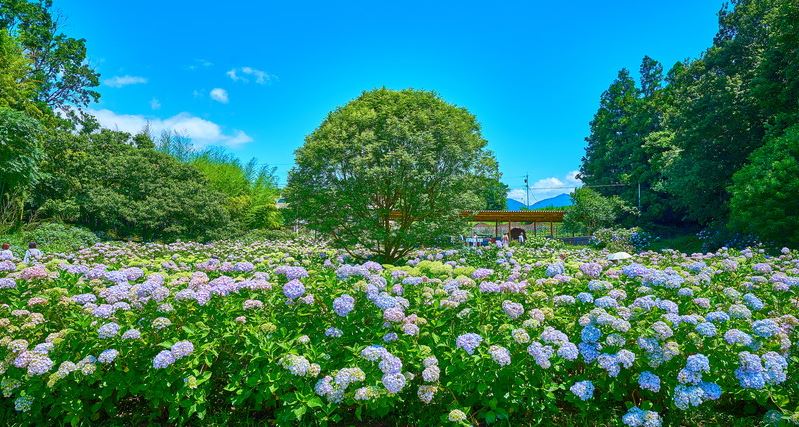 ＜新宿発・西船橋発＞ 初夏の味覚！『さくらんぼ』＆『びわ』 Wダブル狩り食べ放題 と ローストビーフが自慢のイタリアンビュッフェの昼食　そして、色鮮やかな10種･1万6000株のあじさいフェア鑑賞3