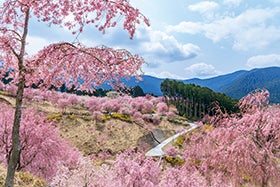 龍野・花田・三木　発
天空の庭　高見の郷3