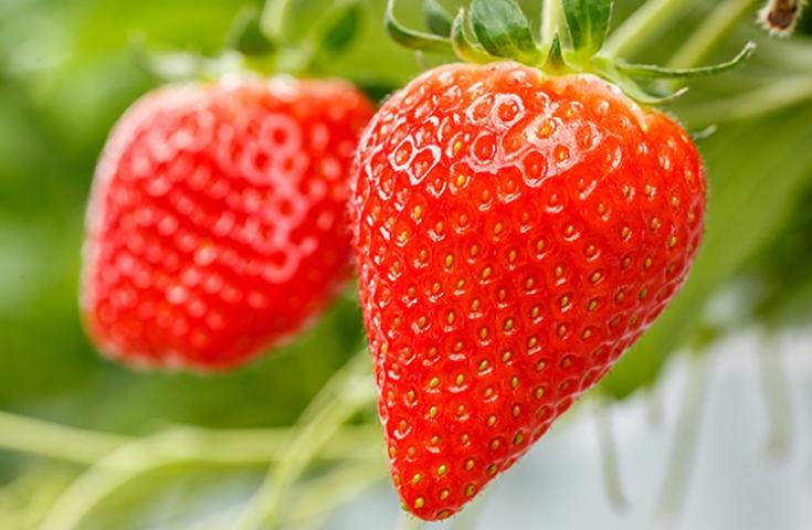 【新春特価】[横浜発]ず、ず、ずわい蟹＆神戸牛しゃぶしゃぶ食べ放題!!旬のいちご狩り食べ放題も♪めんたいパーク工場見学や桃色に彩るかんなみの桜並木散策等、春の遠足日帰りバスツアー！3