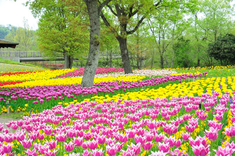 【JR福山駅発】春の共演！秘密の花園ミステリーツアー　日帰り2