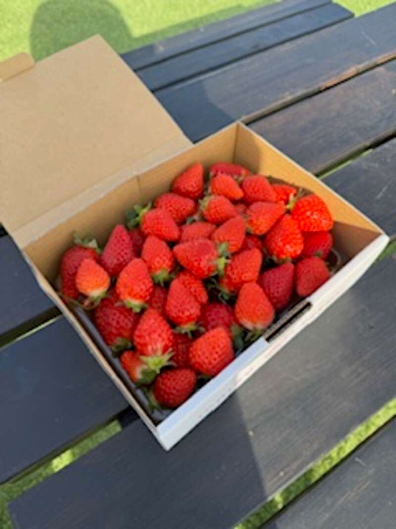 【埼玉県内発】 県下最大級のハウス「イチゴザンマイ」 ラストシーズンいちご狩り食べ放題＆いちご１箱（約１㌔・加工用）詰め放題 「ミレーの美術館」山梨県立美術館・芸術の森公園のバラ 　日帰り1