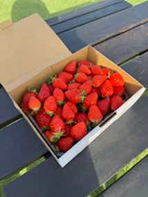 【埼玉県内発】 県下最大級のハウス「イチゴザンマイ」 ラストシーズンいちご狩り食べ放題＆いちご１箱（約１㌔・加工用）詰め放題 「ミレーの美術館」山梨県立美術館・芸術の森公園のバラ 　日帰り