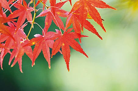 [新潟]浜名湖畔に佇むオールインクルーシブの宿に2連泊日本唯一のアプト式列車大井川鐵道・香嵐渓 秋の絶景東海旅3日間　【列車で巡る旅】大井川鐡道は2025年に100周年を迎えました2
