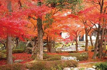 （JR二条駅集合）大型バスでは行けない紅葉の名所「源光庵」「常照寺」としょうざんリゾートの日本庭園　日帰り　大型バスでは訪れることのできない紅葉スポット「源光庵」「常照寺」へご案内！1