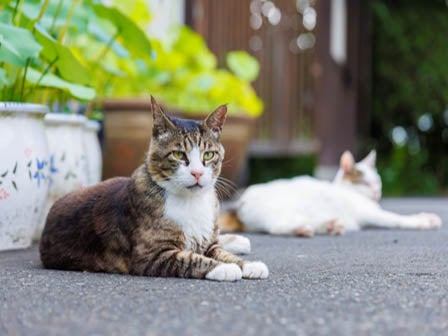 中部発 日帰り 「猫寺」・御誕生寺と7通りの食べ方で味わうアワビ三昧とのどぐろの昼食！＜JAMJAM TOUR＞3