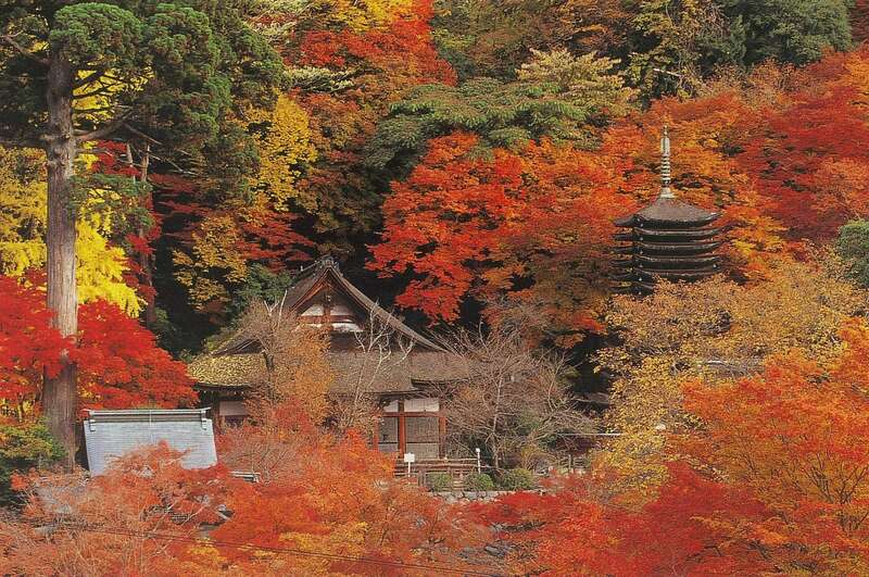 【滋賀県内発】 秋の大和路　紅葉名所「談山神社」「長谷寺」と「石舞台古墳」日帰り1