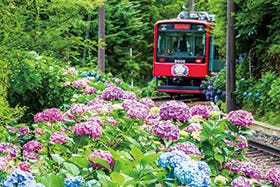 福崎・社・三木　発
箱根ホテルと初夏の風物詩「箱根登山電車あじさい列車」