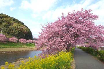 【普段の３０分いちご狩り食べ放題では物足りない！思う存分召し上がれ！/千葉駅・津田沼・松戸発】６０分伊豆のいちご狩り食べ放題🍓と約４００本の河津桜「かんなみ桜🌸まつり」バスツアー2