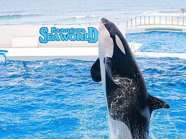 ■【千葉】２大テーマパークを巡る！海の生き物とかわいい動物に大興奮☆鴨川シーワールド＆マザー牧場1