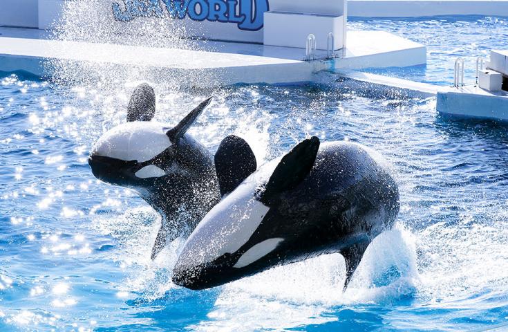 【早割30】[横浜・川崎発]房総のいちご狩り＆充実のランチバイキング食べ放題!!最大3時間滞在で『鴨川シーワールド』をたっぷり満喫日帰りバスツアー！1