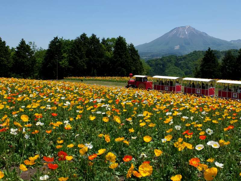 【佐賀県内／博多駅発】 とっとり花回廊・大根島 由志園の池泉牡丹と出雲大社２日間1