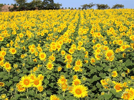 中部発　日帰り　ご飯のお供は何にしよう？出〇・つ〇〇煮・〇太〇！米（マイ）ベストお供ミステリー！1