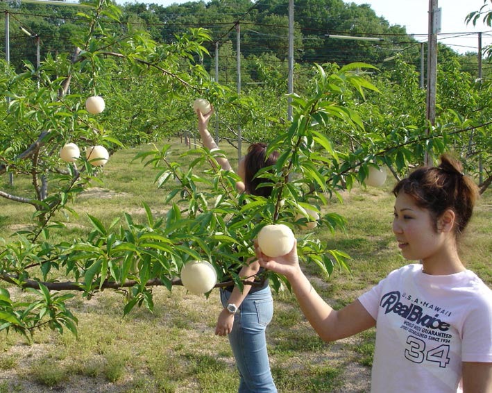 【出雲市・斐川・松江・安来・米子発】 ３つのフルーツお持ち帰り！おかやま旅のお中元祭♪ 日帰り2