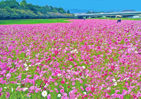 【よかバス対象】柿狩り3個お土産付♪ 水城コスモス畑と石橋文化センター秋バラと街の文化財レストランで山海の恵みランチ1