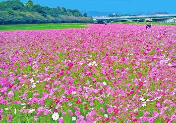 【よかバス対象】柿狩り3個お土産付♪ 水城コスモス畑と石橋文化センター秋バラと街の文化財レストランで山海の恵みランチ
