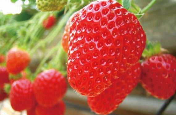 ★大人気！催行決定日多数★ [新宿発]千葉で大人気の海鮮浜焼き＆房総いちご狩り食べ放題♪ はちみつ工房の見学や食べ比べ試食体験、カリッと揚げたて芋けんぴのご試食やお買い物等、早春の千葉を大満喫の日帰りバスツアー！2