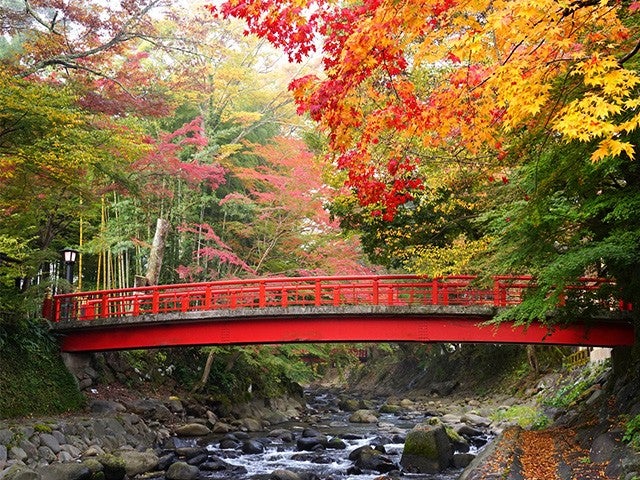 ■【静岡】この時期見たい絶景！紅葉とイルミネーション！修善寺温泉街散策＆御殿場時之栖イルミネーション『ひかりのすみか』昼食は浜焼き食べ放題＆みかん狩りのＷ食べ放題♪1