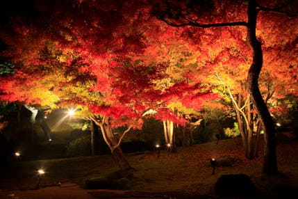 【新山口・防府・徳山発】 神在月にたずねる出雲大社と由志園紅葉ライトアップ ２日間