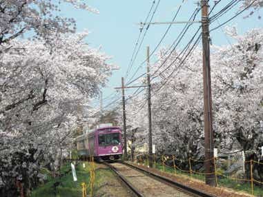 【和歌山市内ルート発】 京の奥座敷・湯の花温泉渓山閣で食す春の筍会席と嵐電に乗る!桜のトンネルくぐり 日帰り