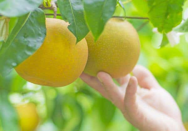 杷木ひまわり園と約1kgお土産付の梨狩りと大人の隠れ家レストランで贅沢な海鮮よくばりランチ2