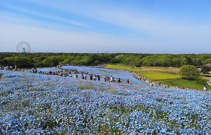 【つくば発】ひたち海浜公園＆あしかがフラワーパーク 春の2大花名所へ！ひたち海浜公園ネモフィラ＆あしかがフラワーパーク大藤をW観賞1