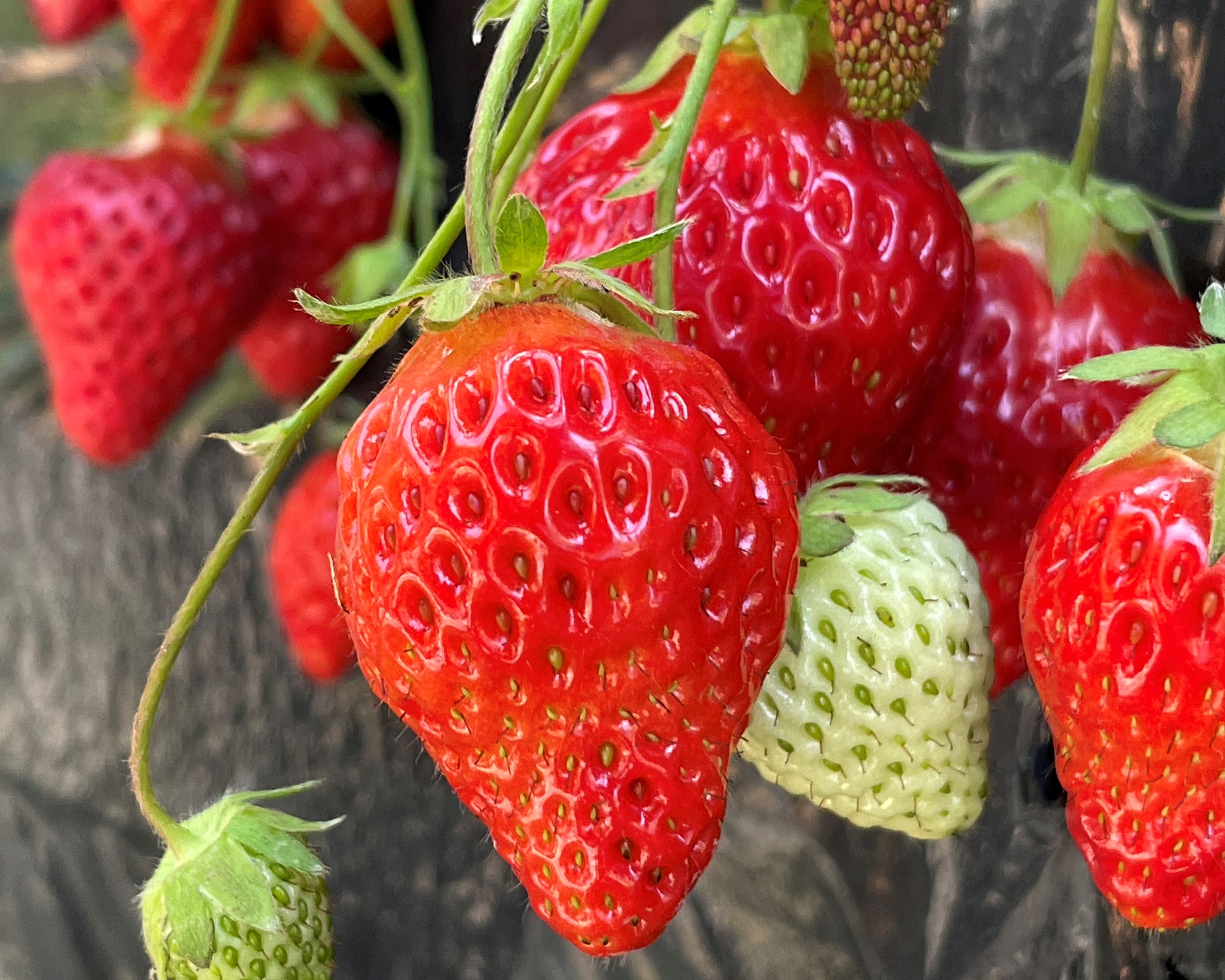 【寒河江・東根・天童・山形市内発】開運！午（うま）年初詣ミステリー（日帰り）1