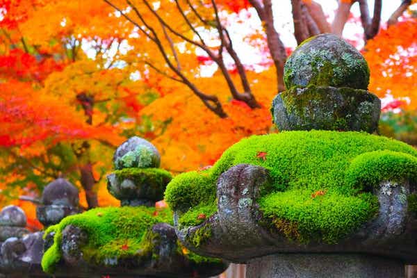【京滋エリア発】 標高８００M!天空の聖地　秋の高野山と世界遺産花手水の丹生都比売神社　日帰り2