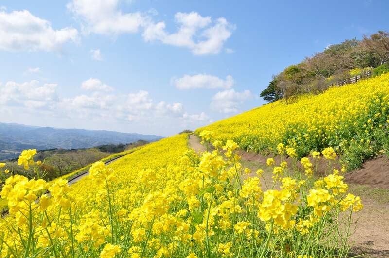 【広島空港発】 黒潮おどる！花咲く房総半島ぐるっとみどころ８景めぐり３日間1