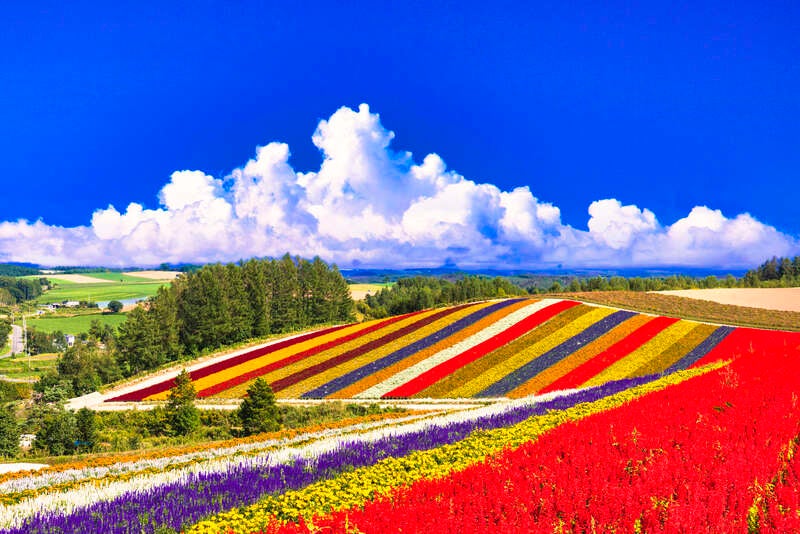 【秋田空港発】 2つの名湯～定山渓＆登別へご宿泊！ 花のシーズン最盛の富良野・美瑛と神秘の青い池（3日間）1