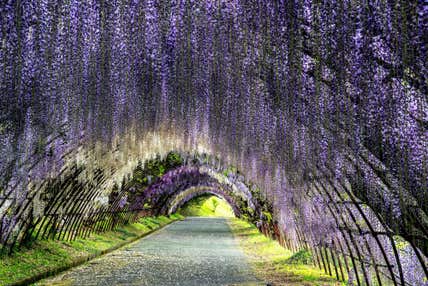 『華麗なる建築「旧松本邸」でフランス料理と期間限定公開！「河内藤園」の藤棚トンネル』【博多・小倉 出発】＜プレミアムステージ＞
