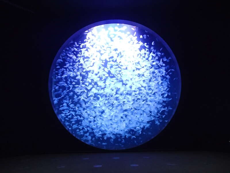 【宮城県内発】 大曲全国花火競技大会とリニューアルオープン！加茂水族館・羽黒山午年御縁年(2日間）3