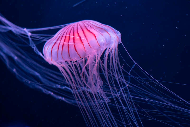 【高知県内発】 四国水族館とホテルアネシス瀬戸大橋ランチバイキング 日帰り3