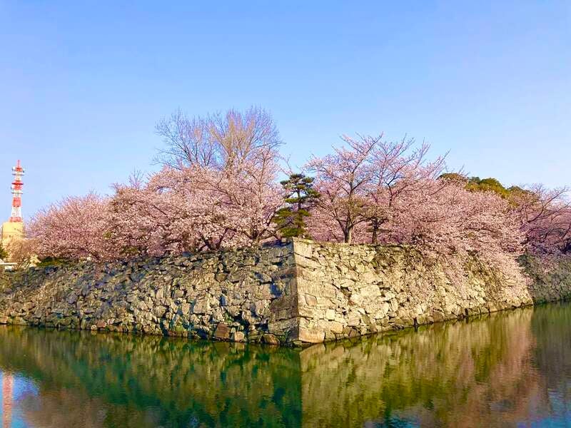 【高知県内発】 徳島の春を満喫！枝垂れ桜の名所「花見山」と徳島城跡・徳島中央公園、妙見山公園　日帰り2