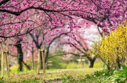 【横浜発】3/21出発限定！桃源郷に輝く光の祭典!?「第50回 古河桃まつり」＆旬のいちご狩り＆佐野プレミアムアウトレットでお買い物！春を満喫バスツアー