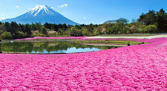 ＜新宿発・西船橋発＞ 富士山麓を彩るピンクの絨毯♪ 本栖湖・富士芝桜まつり と スイス＆山梨の郷土料理バイキングの昼食　～大人気！「信玄餅詰め放題」のお土産付き♪～1