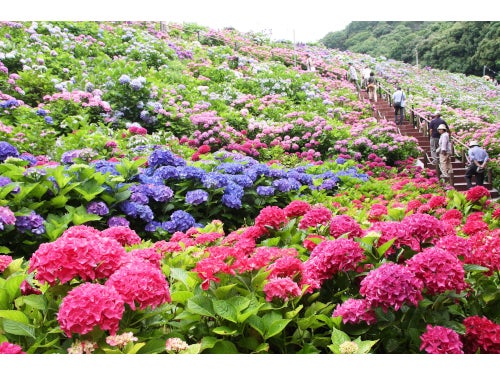 【名古屋・一社発】高級メロン！マスクメロン狩り＆100種類のアジサイ＆長さ20ｃｍ！ジャンボ海老フライ御膳付きミステリーツアー1