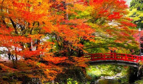 【JR広島駅発】秋のトリプルスリー♪紅葉と実りの秋in山口 日帰り