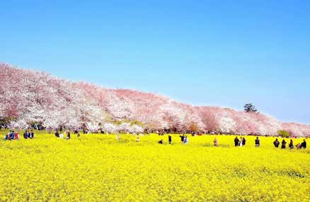 [横浜発]春の埼玉を満喫！豪華ズワイガニ食べ放題と旬のいちご狩り♪幸手権現堂の桜と幻想の行田花手水ライトアップ『希望の光』鑑賞で春の絶景を巡るバスツアー